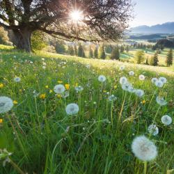 Bavaria Accommodation Rooms