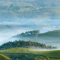Munnar and Surroundings Accommodation Rooms