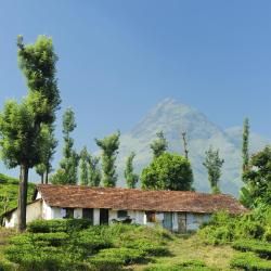 Wayanad Accommodation Rooms