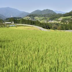 Miyazaki Accommodation Rooms