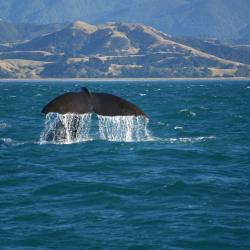 Kaikoura Accommodation Rooms
