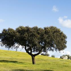 Alentejo Accommodation Rooms