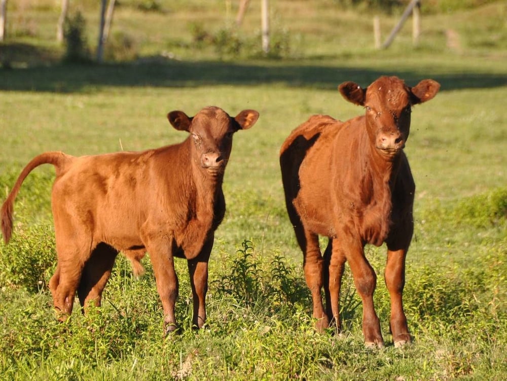 Tentrr Escaping Cow Farm - thumb 3