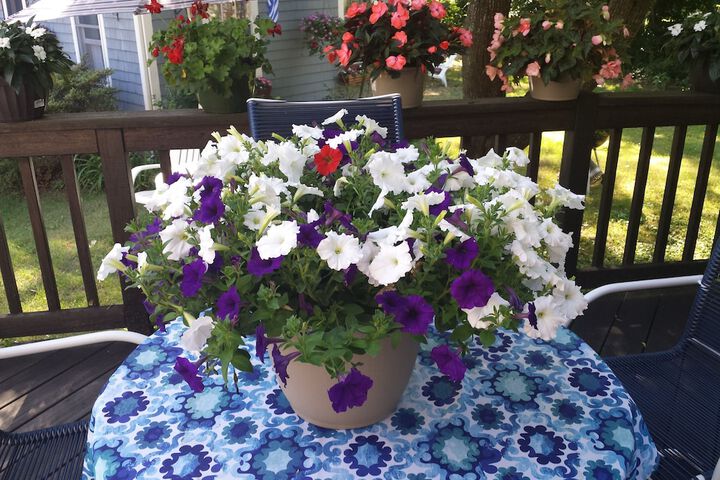 Beach Plum Motor Lodge - thumb 2