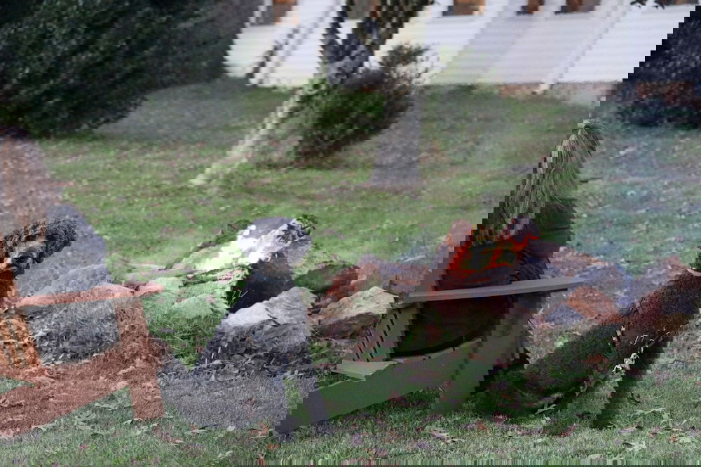 Villa Cathedral - thumb 4