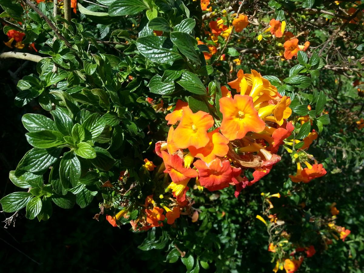 Kihei Kai Nani - thumb 25
