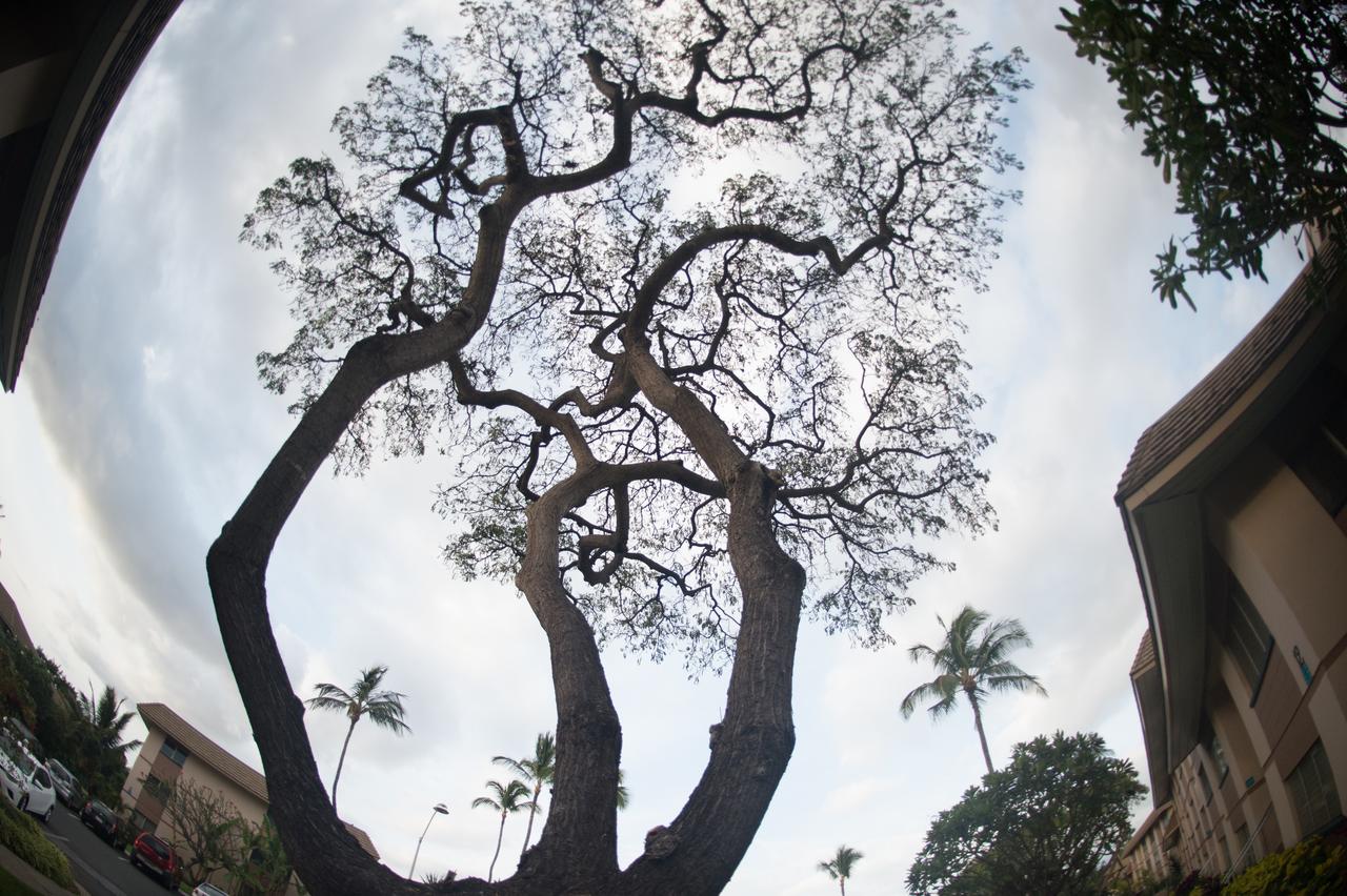 Maui Vista - thumb 18
