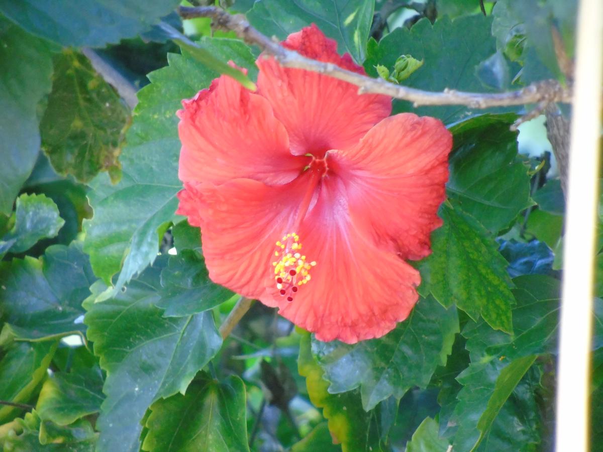 Aloha AKU - Honu 2 - thumb 3