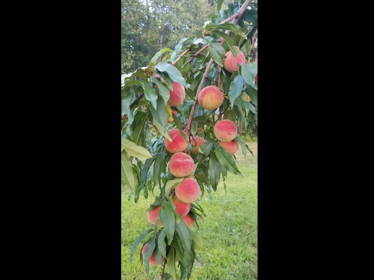 Tentrr - Featherfoot Farm - thumb 1