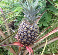 Heavenly Hana Paradise - Accommodation Rooms