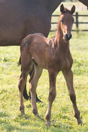 Letchworth Farm - thumb 13