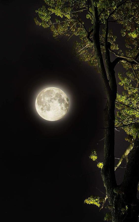 Oakcliff Bed And Breakfast - thumb 43