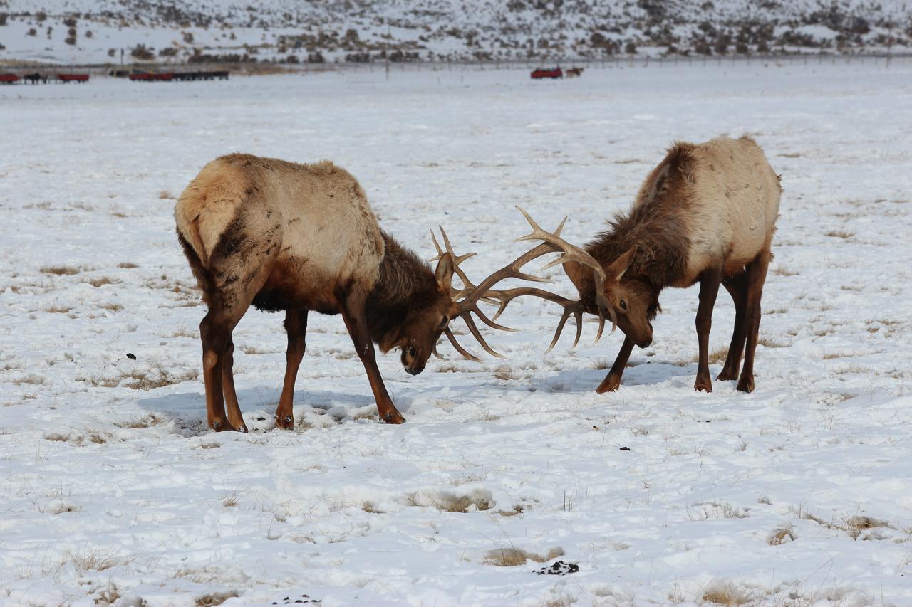 Flat Creek Inn - thumb 35