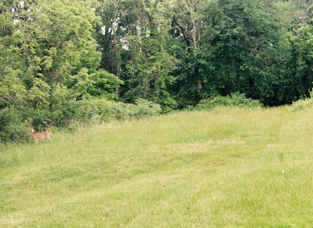 Americana Cottage - thumb 1