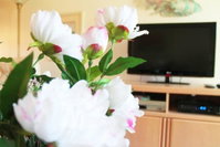 Best Kept Secret Westridge Condo Accommodation Rooms