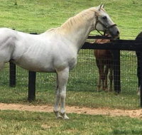 Entire House In A Horse Farm - Accommodation Rooms