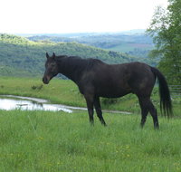 Tentrr - Mountain Bliss Campsite - Accommodation Rooms