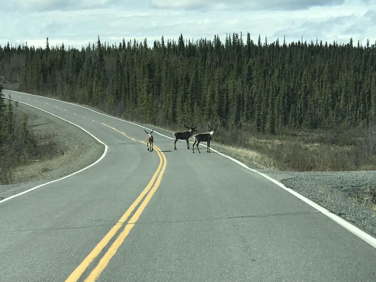 Point Lodge Alaska - thumb 41