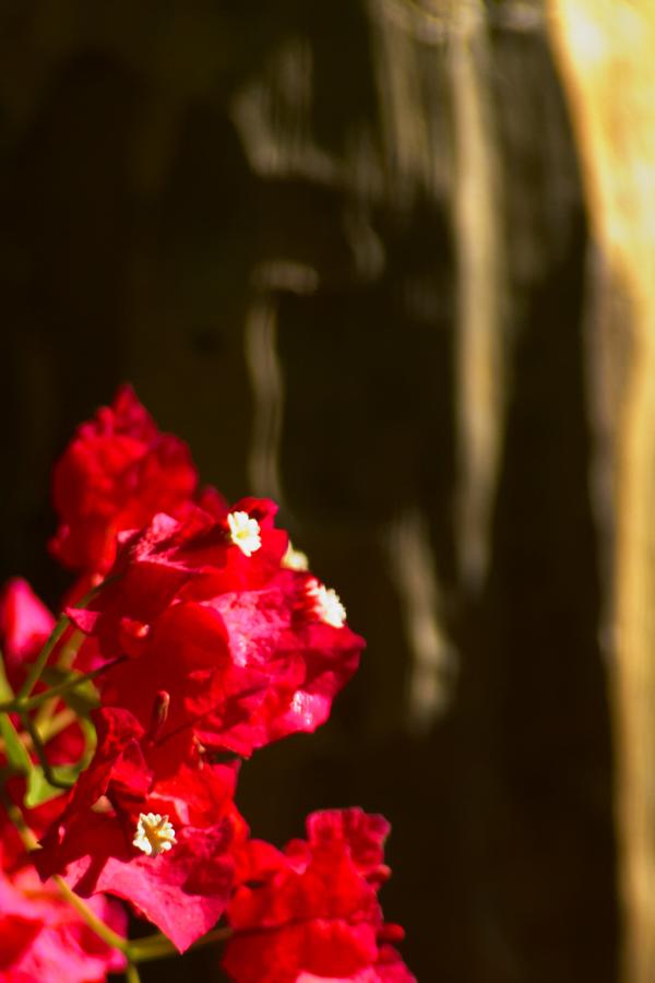 The Gardens Hotel - thumb 40