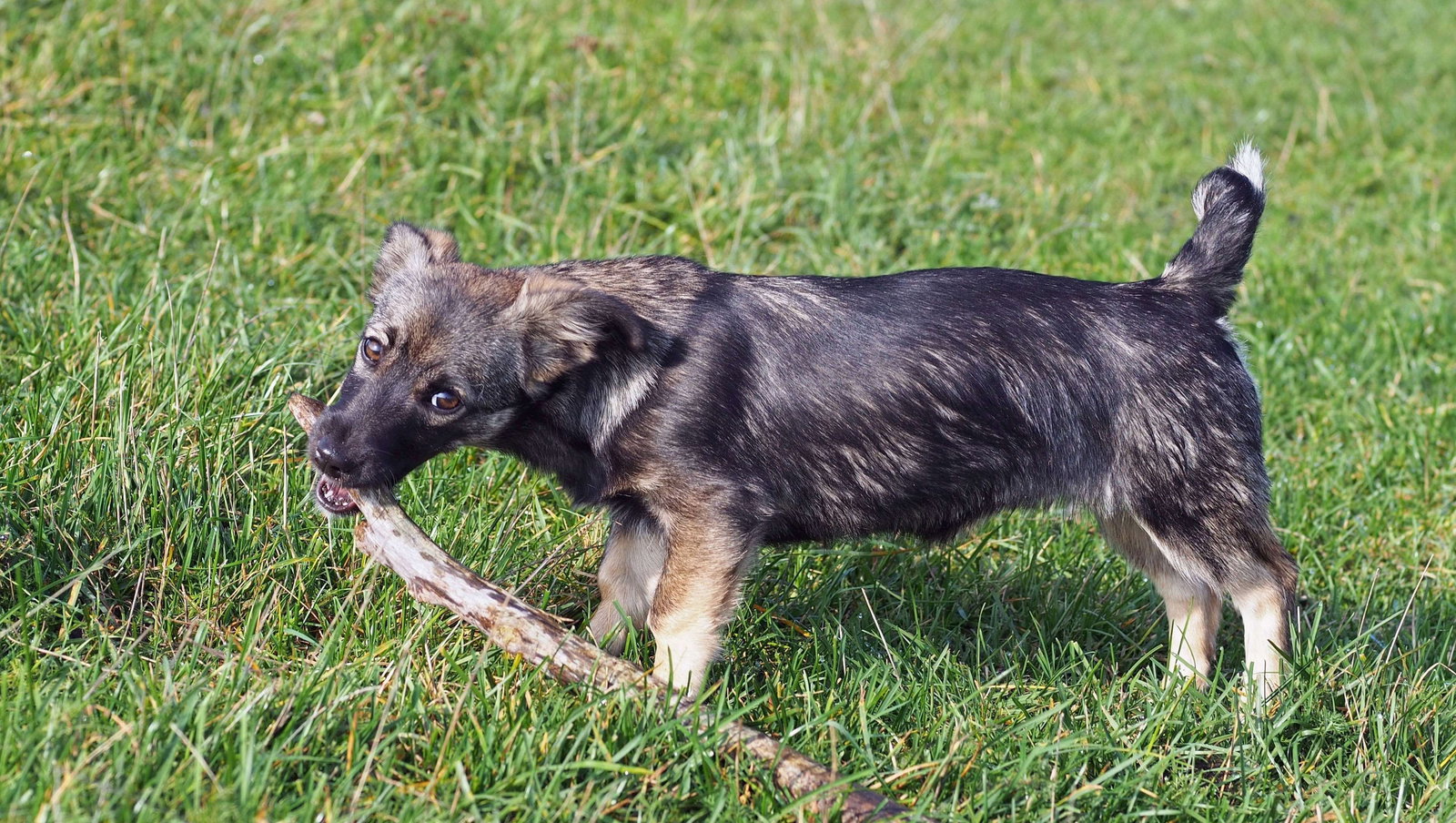Countryside Inn Motel Albert Lea - thumb 17