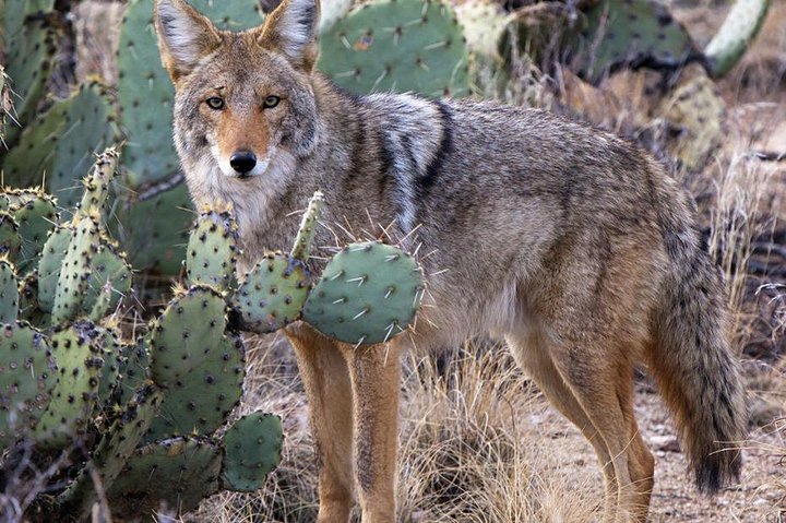 Custom Private Arizona Wildlife Adventure - thumb 1
