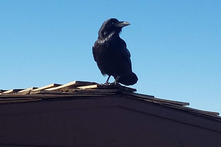 Grand Canyon Tour From Flagstaff - thumb 1