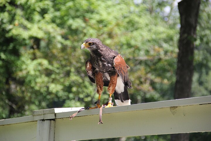 Colorado Springs Hands-On Falconry Class and Demonstration