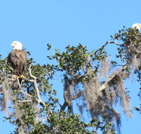 Florida Wildlife Kayaking Tour through Blue Spring - Accommodation Rooms