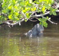 Guided Kayak Tour with Dolphin Sightings - Accommodation Rooms