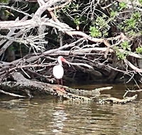 Sunset kayaking tour at Manatee Cove with Dolphin sightings - Accommodation Rooms