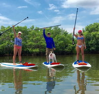 Paddle Board or Kayak Eco Dolphin Manatee Tour - Accommodation Rooms