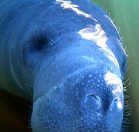 Encounter Manatee while Kayaking at Blue Springs State Park - Accommodation Rooms