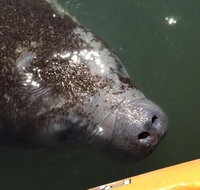 Manatee and Dolphin Kayaking Encounter - Accommodation Rooms