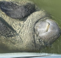 Mangrove Tunnels, Manatee, and Dolphin Sunset kayak tour with Fin Expeditions - Accommodation Rooms