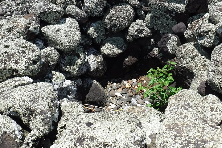 Discover Kamehameha's Birthplace & Plantation Village Tour (Kona, HI Day Tour) - thumb 5