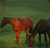 Half-Day Thoroughbred Horse Farm Tour in Kentucky - Accommodation Rooms