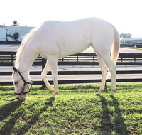 Rarest Thoroughbreds in the World Tour - Accommodation Rooms