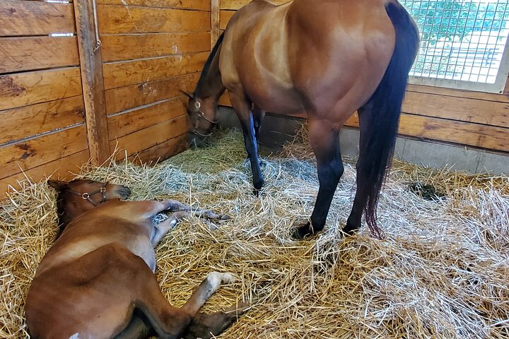 Unique Horse Farm Tours With Insider Access To Private Farms - thumb 1