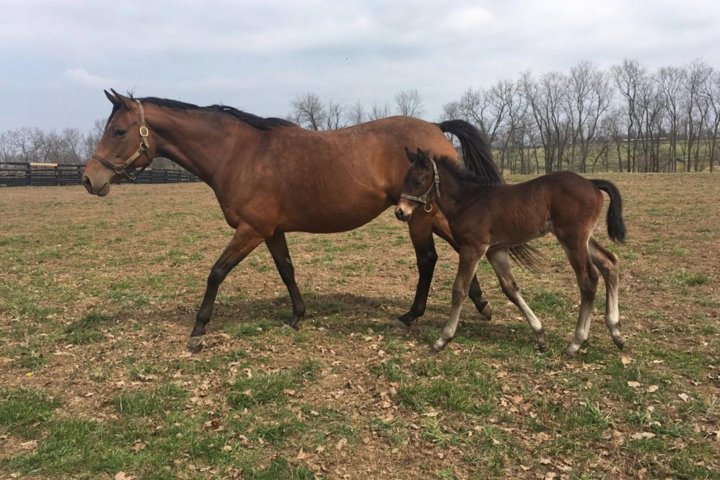 Unique Horse Farm Tours With Insider Access To Private Farms - thumb 2