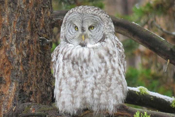Yellowstone National Park - Full-Day Lower Loop Tour From West Yellowstone - thumb 5