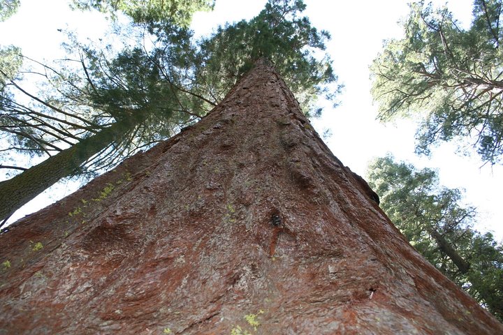 Yellowstone Rocky Mountain And California Desert 11 Day Explorer - thumb 4