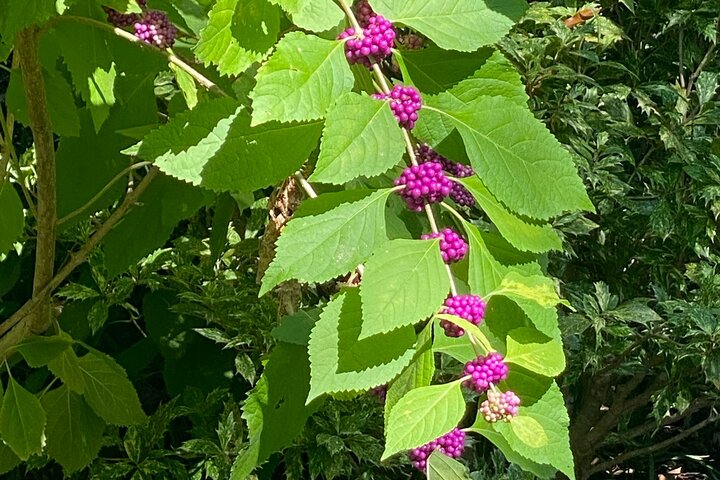Dallas Arboretum And Botanical Gardens Tour - thumb 2