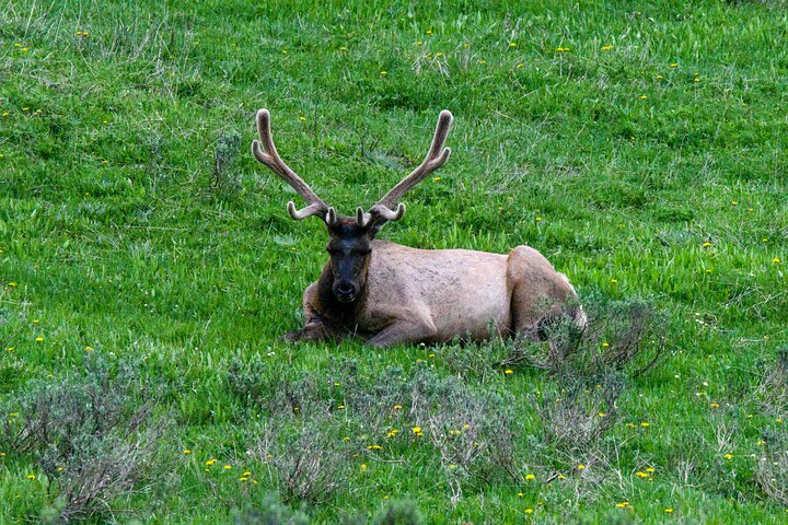 Lower Loop Of Yellowstone Tours - thumb 0
