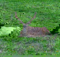 Lower Loop of Yellowstone Tours - Accommodation Rooms