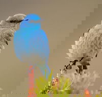 Yellowstone Lower Loop Guided Tour from Cody, Wyoming - Accommodation Rooms