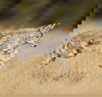 Yellowstone Custom Wildlife and Nature Tour - Accommodation Rooms