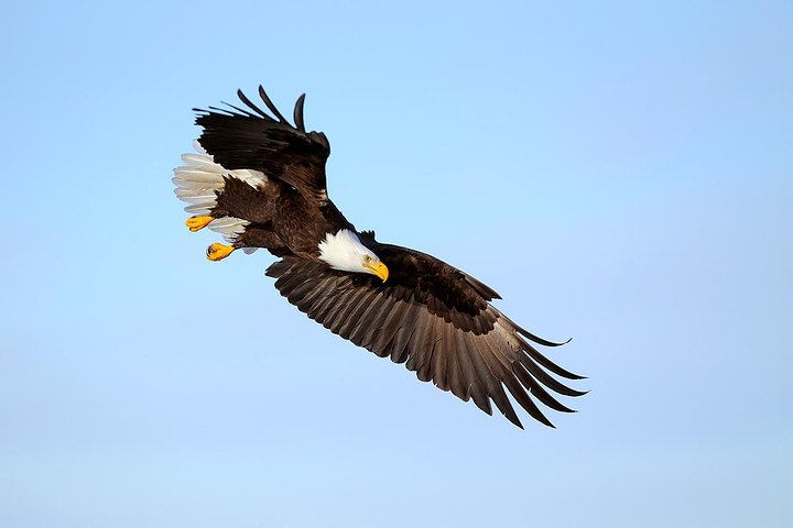 Yellowstone Custom Wildlife And Nature Tour - thumb 3