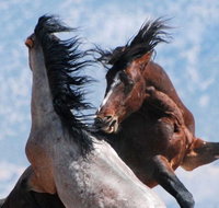 Red Canyon Wild Mustang Tour 530pm. - Accommodation Rooms