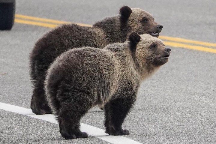 Private Open Air Luxury Tour Of Yellowstone National Park - thumb 1