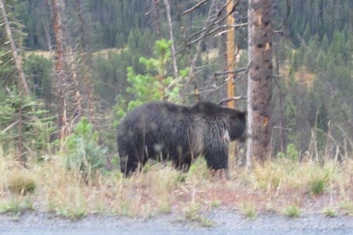 Private Open Air Luxury Tour Of Yellowstone National Park - thumb 3